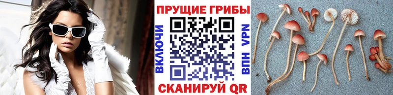 Галлюциногенные грибы ЛСД  купить наркоту  Хотьково 